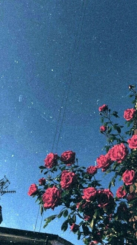 Header of aangelbaaby1