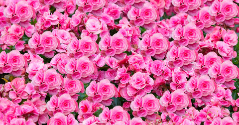 Header of amy_cherry01