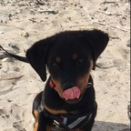 aurorarottweiler (Aurora &lt;3) OnlyFans Leaked Content 

 profile picture