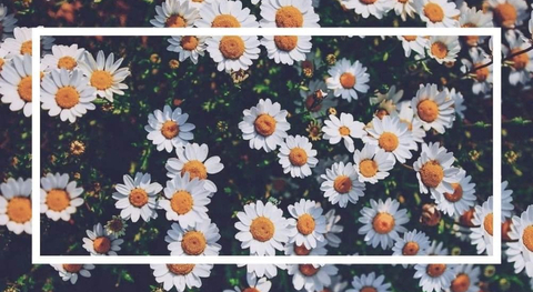 Header of ayleenya