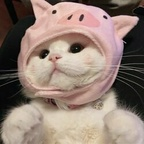 baochaoxiaosu OnlyFans Leaked 

 profile picture