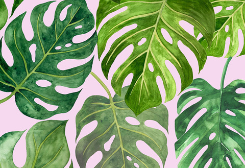 Header of bellamonstera
