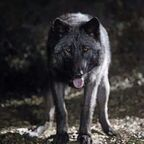 blackwulf OnlyFans Leaked 

 profile picture