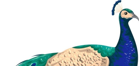Header of blindpeacock