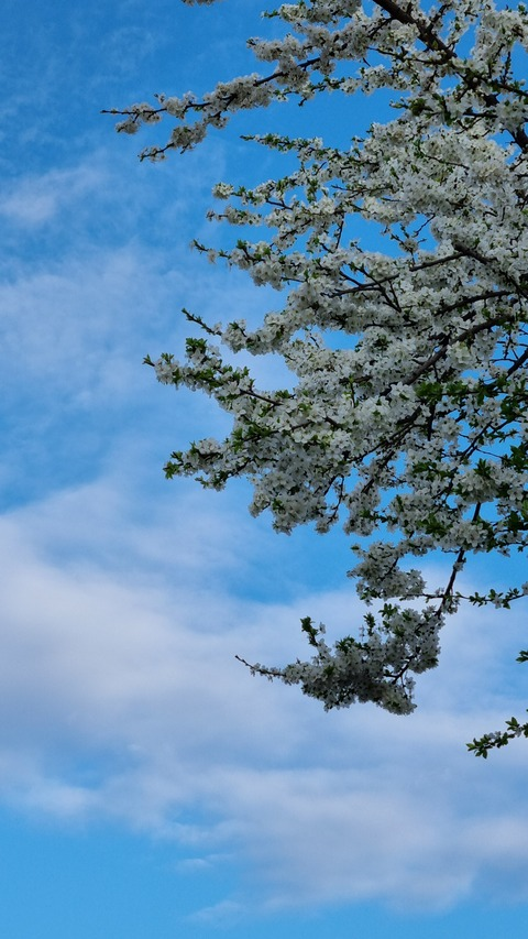 Header of bugra