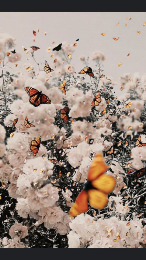 Header of chellybear