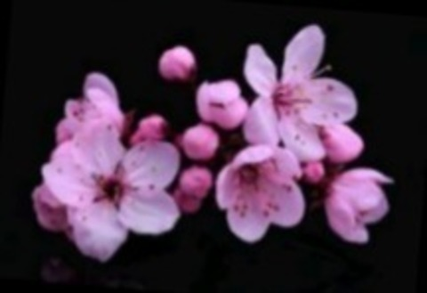 Header of cherryblossom_vip