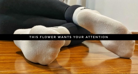 Header of daisysocksfeet