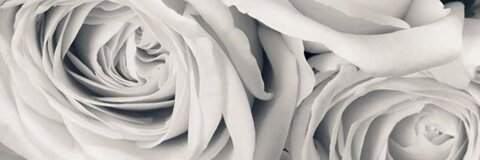 Header of dorothyrosesilvaxo
