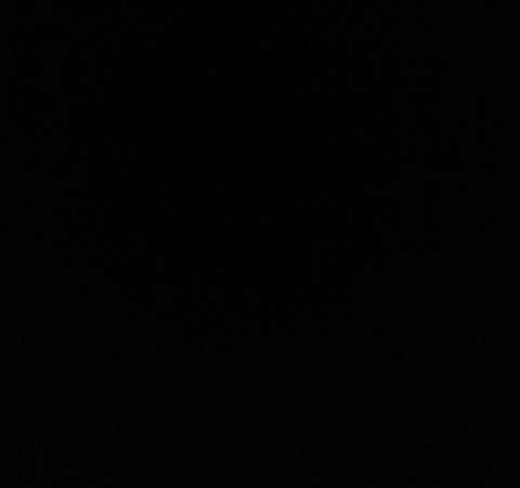 Header of ducks222111
