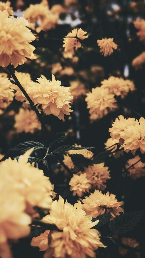 Header of ebby_fox