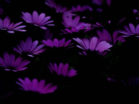 Header of erika.pd