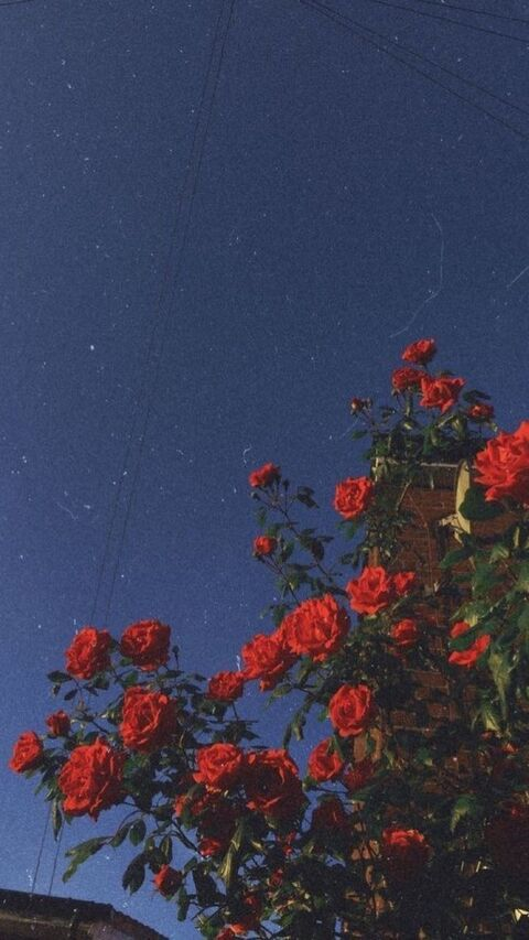 Header of erotic-rose