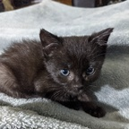 Onlyfans leaked fosterkittens 

 profile picture