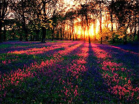 Header of gypsyy_