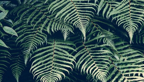 Header of jadeisfire