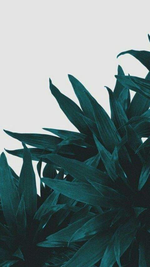 Header of jamezzdaniell