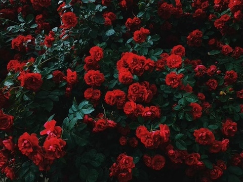 Header of jasmoniquejorian