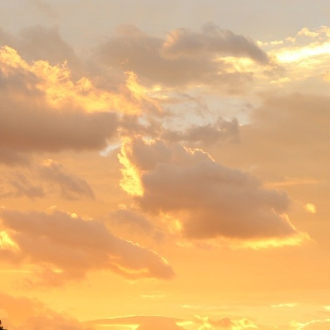 Header of juinfleurs