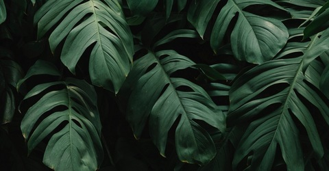 Header of kendralamarr