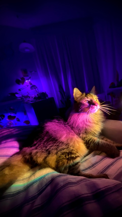 Header of kicesie