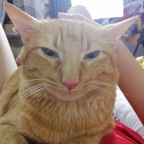 kitzcua (Spunky is not pleased u r here) free OnlyFans Leaked Content 

 profile picture