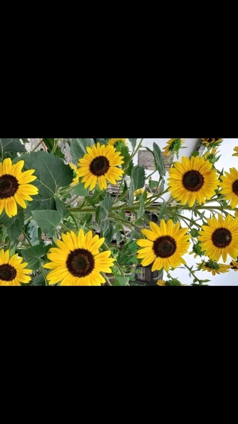Header of lagirasol_11