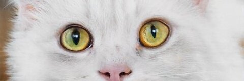 Header of laylaahhsworld