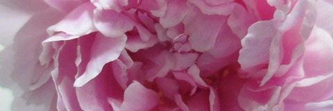 Header of lilykytten