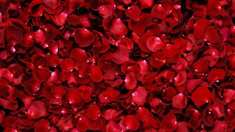 Header of lilyssecretxo