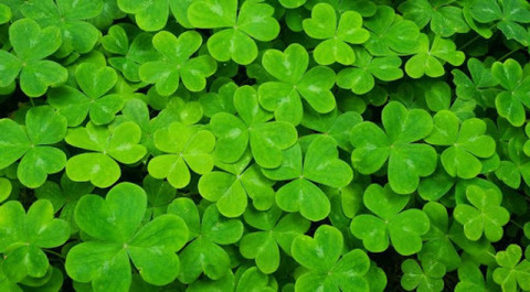Header of luckyclove