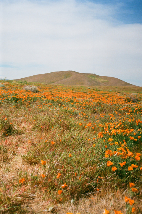 Header of meandmines