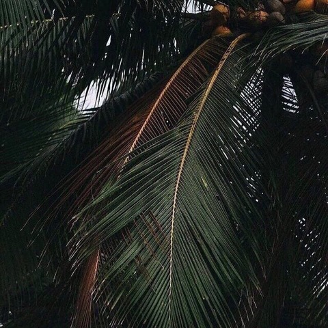 Header of meli_burn