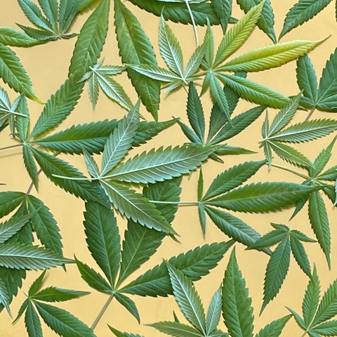 Header of mikasasucasa