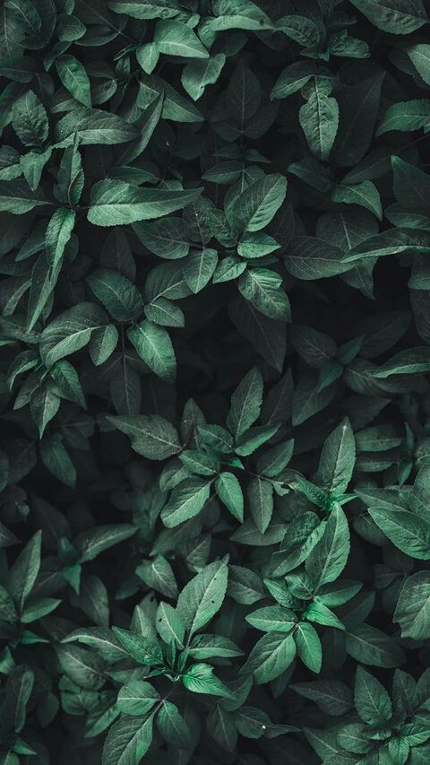 Header of muchlove