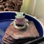 only-frogs (Only Frogs!) OnlyFans Leaked Videos and Pictures 

 profile picture