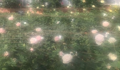 Header of only1fairy
