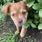 onlyarchie (Archie the Dog) free OnlyFans content 

 profile picture