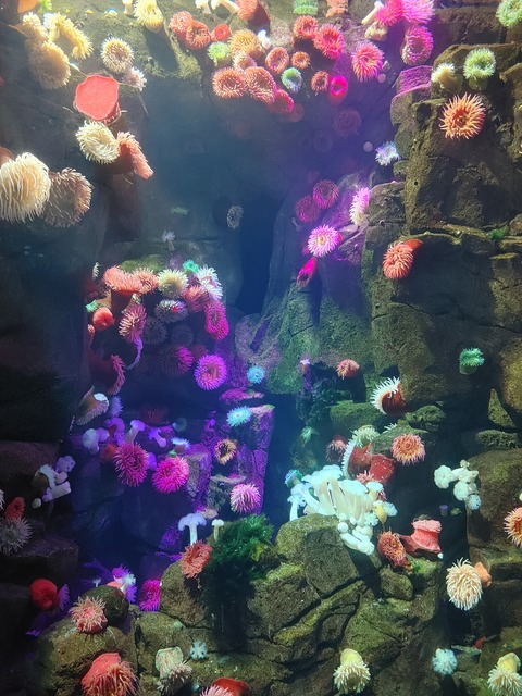 Header of opalsiren