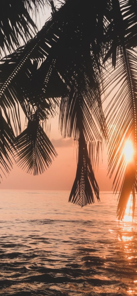 Header of partyboiahoy