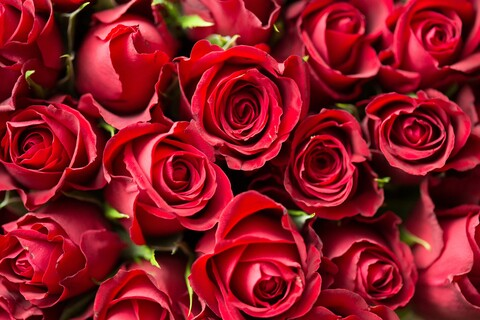 Header of persephoneishere