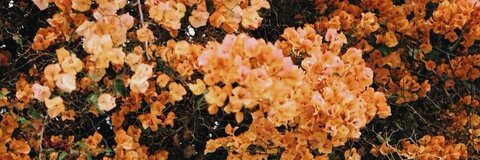 Header of poisonedbitch