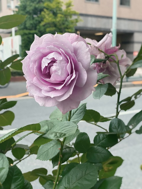 Header of rikakogonewild