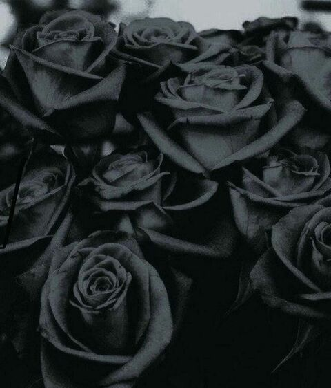 Header of rosie-cheexxx