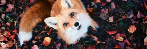 Header of smolfoxes