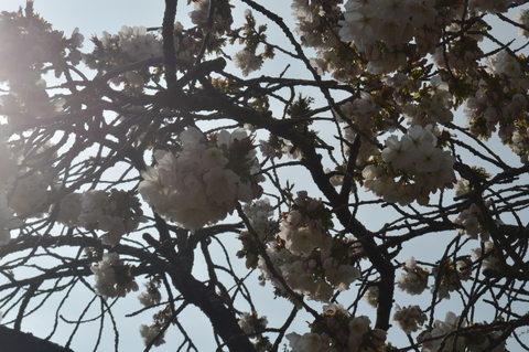 Header of sunflowerc3