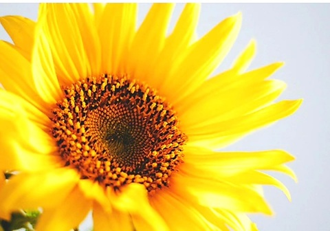 Header of sunshine9999