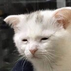 switchy-witchy (Switchy Witchy) free OnlyFans content 

 profile picture