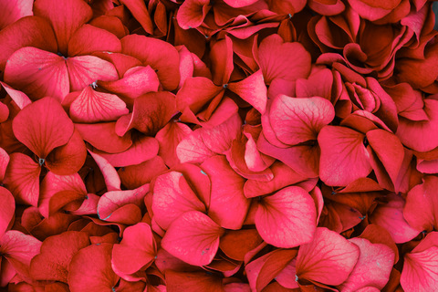 Header of theboujeegoddess