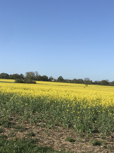 Header of tianna-banana1411